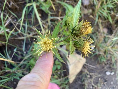 Cirsium parryi, photographed by CK2AZ
