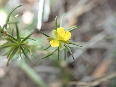 Hibbertia fasciculata, photographed by Thomas Mesaglio