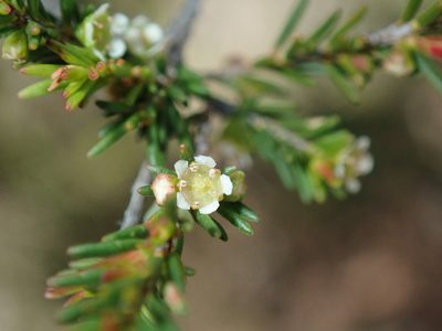 Ochrosperma lineare, photographed by Thomas Mesaglio