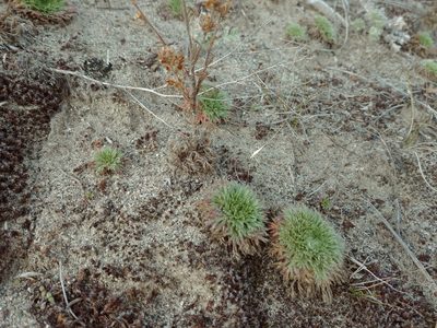 Chamaerhodos erecta, photographed by Syd Cannings