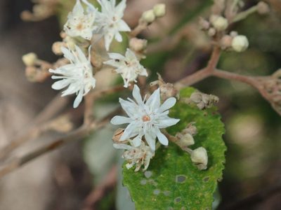 Androcalva fraseri, photographed by Thomas Mesaglio