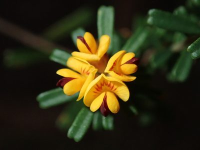 Pultenaea retusa, photographed by Thomas Mesaglio