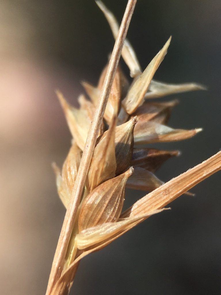 Carex whitneyi, photographed by Matt Berger