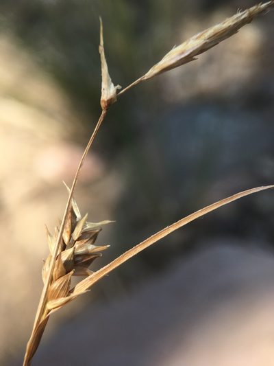 Carex whitneyi, photographed by Matt Berger