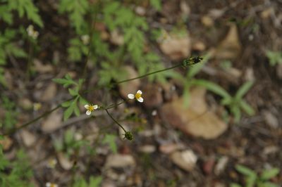 Bidens bigelovii, photographed by Eric Knight