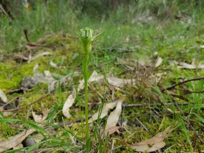 Pterostylis alpina, photographed by Lek Khauv
