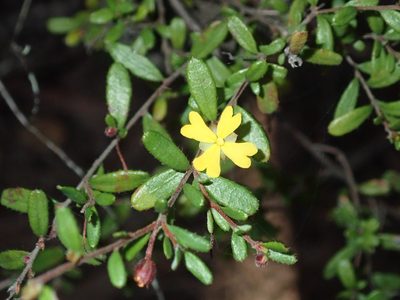 Hibbertia empetrifolia, photographed by Thomas Mesaglio