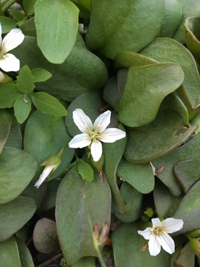 Claytonia nevadensis, photographed by Matt Berger