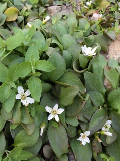 Claytonia nevadensis, photographed by Matt Berger