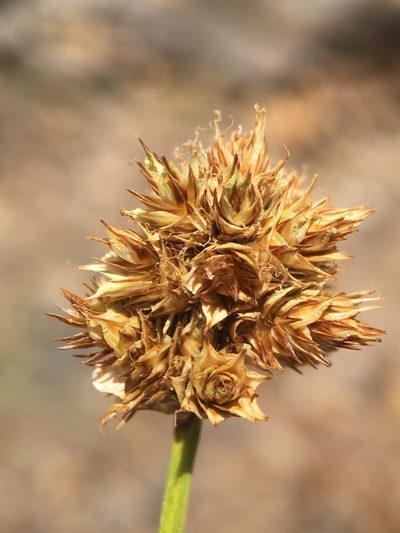 Carex straminiformis, photographed by Matt Berger