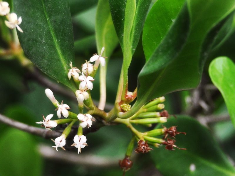 Scyphiphora hydrophylacea, photographed by Abu Hamas