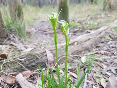 Pterostylis alpina, photographed by Lek Khauv
