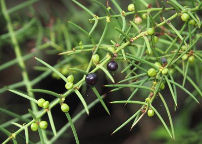 Scutia spicata, photographed by John G. Phillips