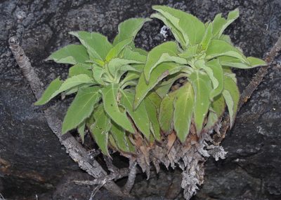 Scalesia affinis, photographed by John G. Phillips