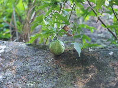 Trichosanthes laceribractea, photographed by 葉子