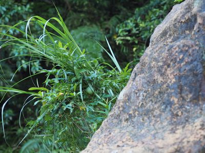 Trichosanthes laceribractea, photographed by 葉子