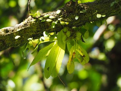 Liparis elliptica, photographed by 葉子