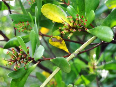 Lumnitzera littorea, photographed by Abu Hamas