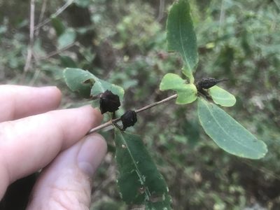 Hypericum frondosum, photographed by Alan Weakley