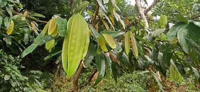 Cinnamomum iners, photographed by Ong Jyh Seng