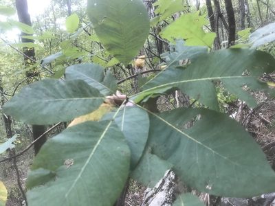 Cotinus obovatus, photographed by Alan Weakley