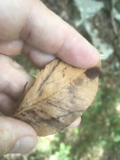 Ulmus serotina, photographed by Alan Weakley
