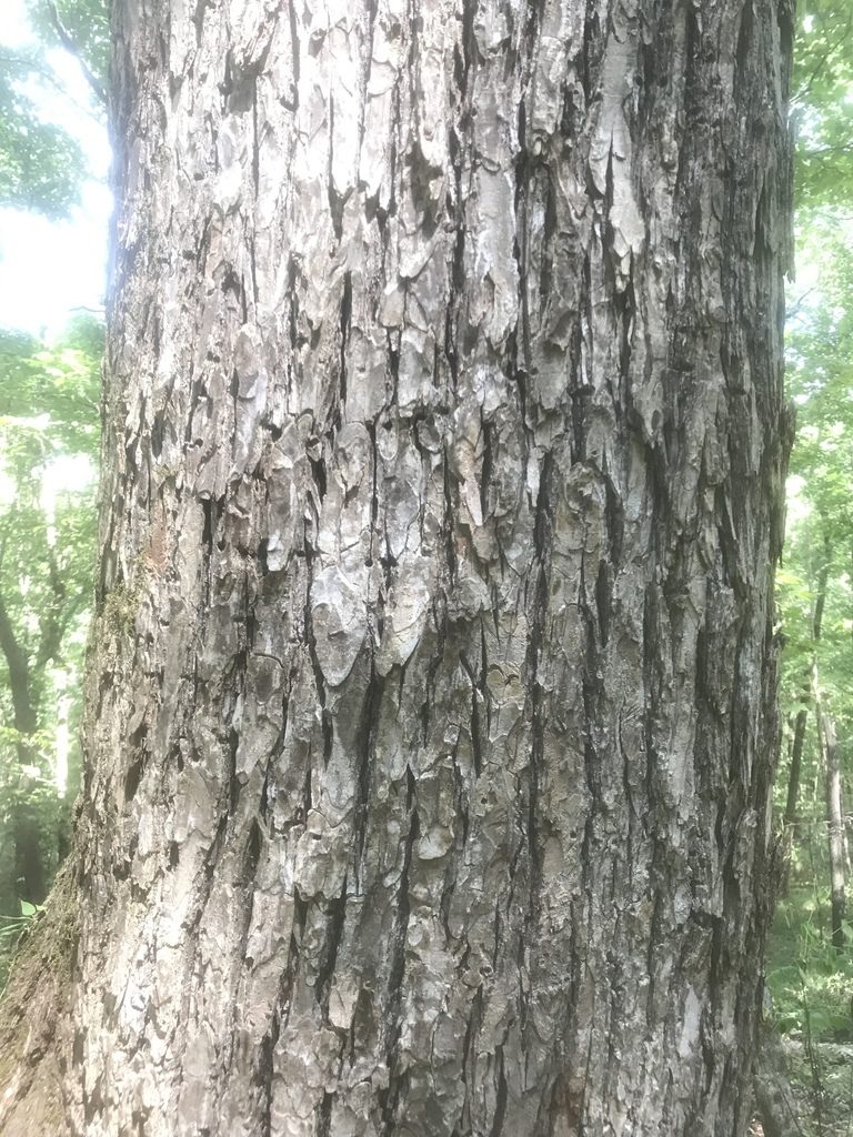 Ulmus serotina, photographed by Alan Weakley