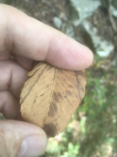 Ulmus serotina, photographed by Alan Weakley