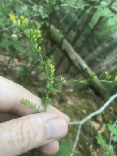 Solidago auriculata, photographed by Alan Weakley