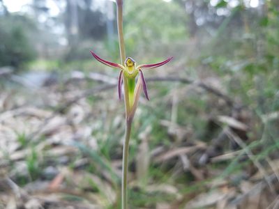 Lyperanthus suaveolens, photographed by Lek Khauv