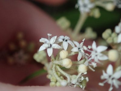 Astrotricha longifolia, photographed by Thomas Mesaglio