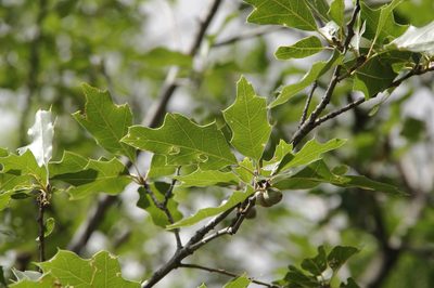 Quercus gravesii, photographed by Eric Knight