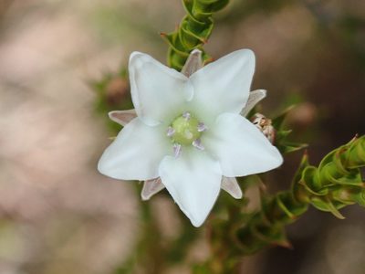Sprengelia sprengelioides, photographed by Thomas Mesaglio