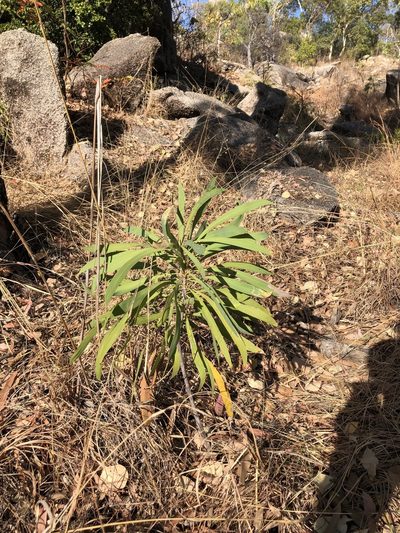 Persoonia falcata, photographed by elawrey
