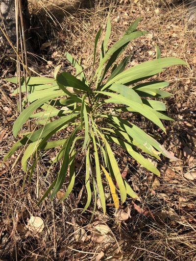 Persoonia falcata, photographed by elawrey