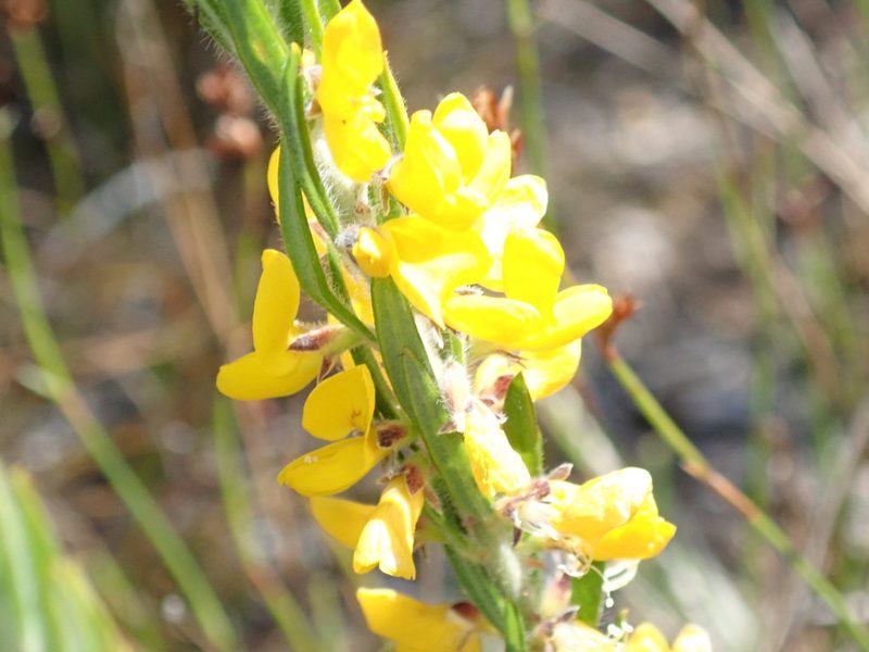 Aotus lanigera, photographed by Thomas Mesaglio