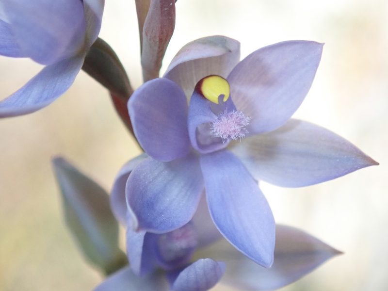 Thelymitra malvina, photographed by Thomas Mesaglio