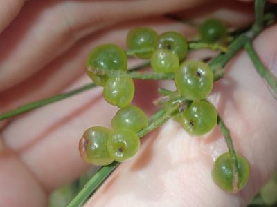 Leptomeria acida, photographed by Thomas Mesaglio