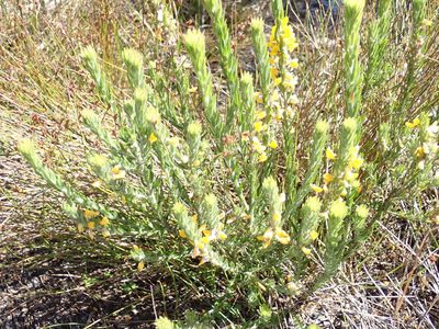 Aotus lanigera, photographed by Thomas Mesaglio