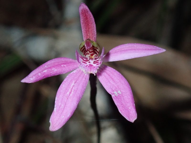 Caladenia quadrifaria, photographed by Thomas Mesaglio