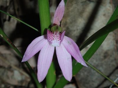 Caladenia quadrifaria, photographed by Thomas Mesaglio