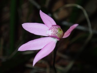 Caladenia quadrifaria, photographed by Thomas Mesaglio