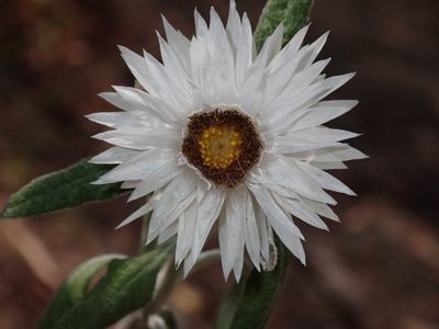 Coronidium elatum, photographed by Thomas Mesaglio