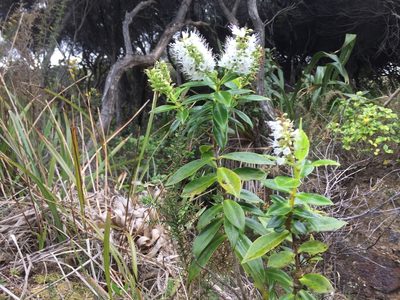 Veronica macrocarpa, photographed by nick_goldwater