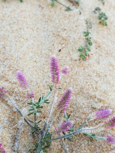 Trichuriella monsoniae, photographed by Aravinth