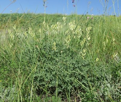 Astragalus pallescens, photographed by Tatyana Sova