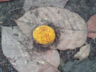 Neolamarckia cadamba, photographed by Mittal Gala
