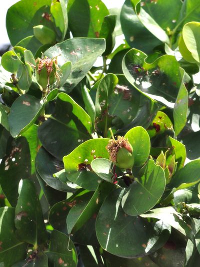 Sonneratia ovata, photographed by Abu Hamas