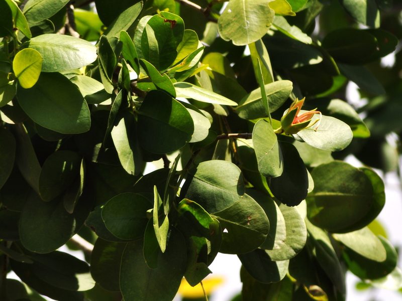 Sonneratia ovata, photographed by Abu Hamas