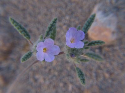 Tiquilia elongata, photographed by cstobie